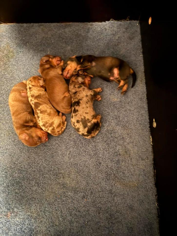 Dwergteckel pups, Dieren en Toebehoren, Honden | Teckels en Dashonden, Meerdere dieren, Korthaar, Dwerg, Fokker | Hobbymatig, Meerdere