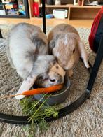 Nieuw thuis voor twee lieve konijnen, Dieren en Toebehoren, Konijnen, Mannelijk, Middelgroot