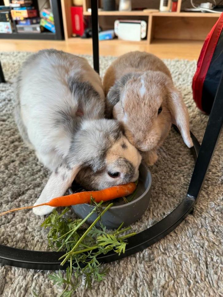 Nieuw thuis voor twee lieve konijnen, Dieren en Toebehoren, Konijnen, Middelgroot, Mannelijk