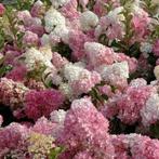 Hydrangea pan. Vanille fraise, Ophalen, Zomer, Overige soorten, Halfschaduw