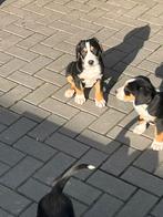 Grote zwitserse sennenhond pups, 8 tot 15 weken, Groot, Meerdere, Meerdere dieren