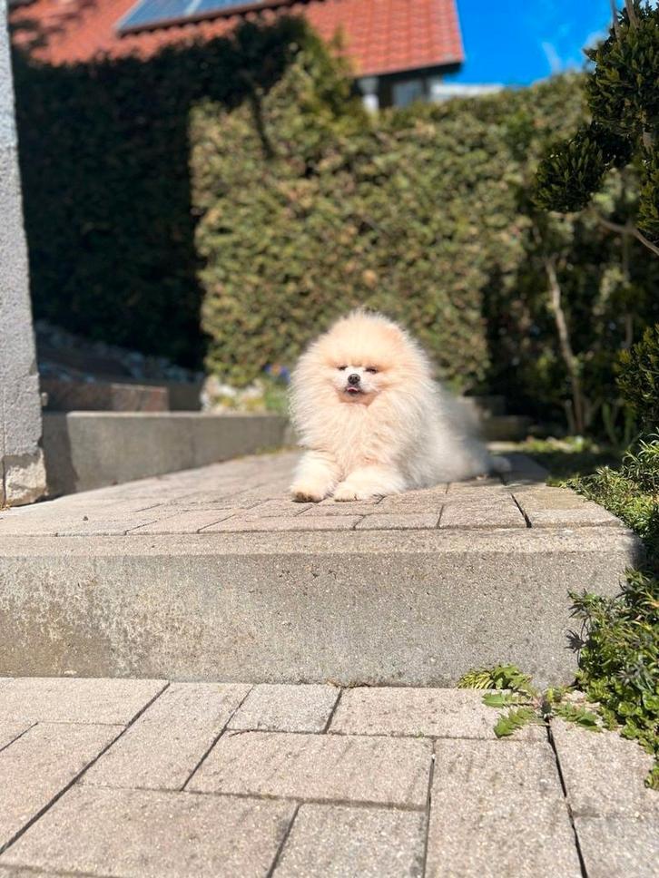 Pomeriaan pomeranian dekreu getest, Dieren en Toebehoren, Honden | Dekreuen, Reu, Particulier, Eén hond, Buitenland, 3 tot 5 jaar