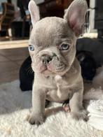 Franse Bulldog pups goed opgevoed Belgie, Nederland, Rabiës (hondsdolheid), 8 tot 15 weken, Teef