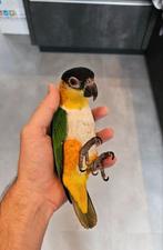 Jong paartje caiques, mega tam en leergierig, Dieren en Toebehoren, Meerdere dieren, Parkiet, Tam