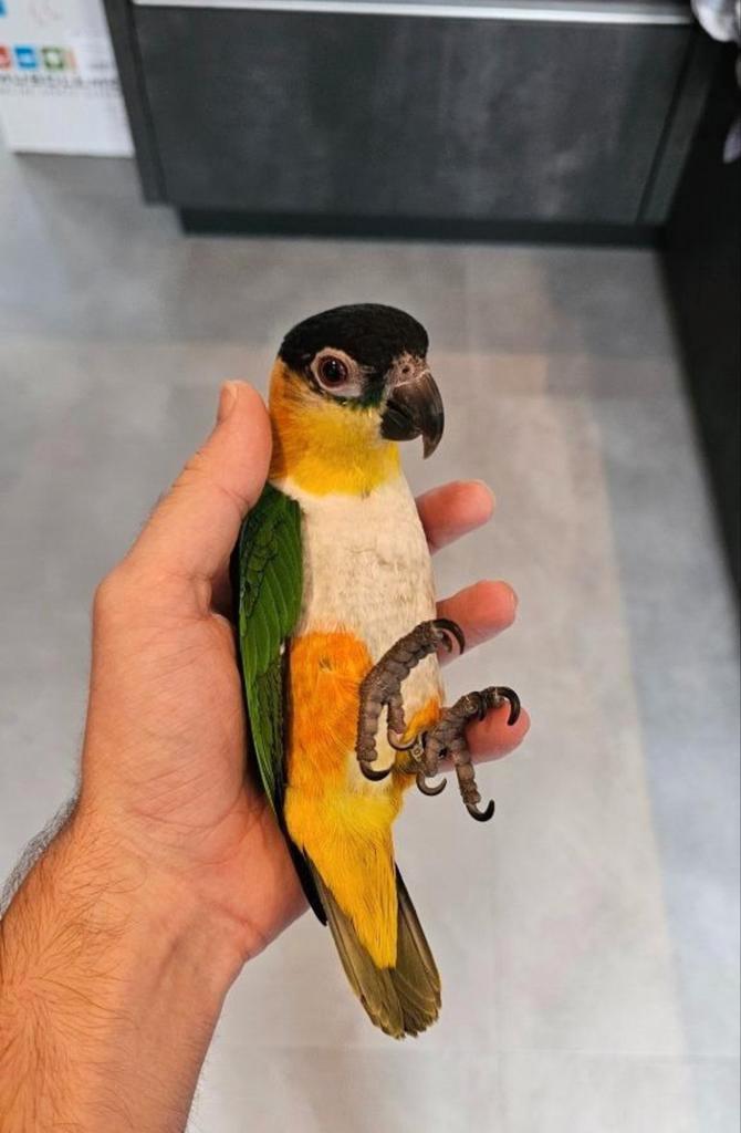 Jong paartje caiques, mega tam en leergierig, Dieren en Toebehoren, Vogels | Parkieten en Papegaaien, Parkiet, Meerdere dieren