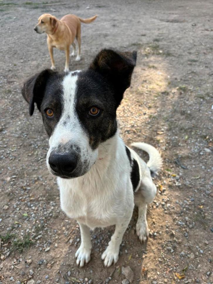 Lieve Johnny op zoek naar zijn familie, Dieren en Toebehoren, Honden | Niet-rashonden, Groot, Reu, Particulier, Eén hond, Buitenland