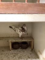 Bonte post duivin, Dieren en Toebehoren, Vrouwelijk, Postduif