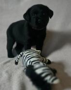 Lieve Labrador pups- 7 weken oud, Parvo, 8 tot 15 weken, Labrador retriever, Meerdere