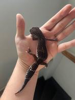 0.1 blacknight macksnow het eclipse ph tremper, Dieren en Toebehoren, Hagedis, Tam, 3 tot 6 jaar