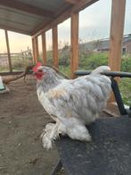 Mooie Cochin haan, Dieren en Toebehoren, Mannelijk, Kip