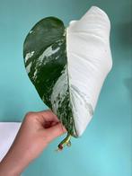 Topkwaliteit, witte Monstera Albo Variegata / half moon mint, Ophalen, Overige soorten, Minder dan 100 cm