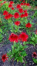Zonnehoed (Echinacea 'Lakota Red')🌺, Ophalen, Overige soorten, Volle zon