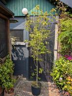 Cornus Kousa Karnoelje, Tuin en Terras, Planten | Bomen, Ophalen, Volle zon, Overige soorten, Minder dan 100 cm