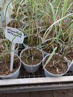Miscanthus variegatus | prachtriet | siergrassen, Zomer, Vaste plant, Siergrassen, Ophalen of Verzenden