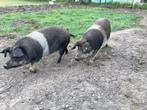 Drachtige husumer zeugen te koop €.300,- excl. BTW, Dieren en Toebehoren, Vrouwelijk, Varken, 0 tot 2 jaar