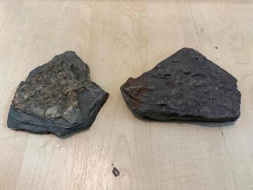 Fossielhoudende Steen - Miljoenen Jaren Oud! beschikbaar voor biedingen