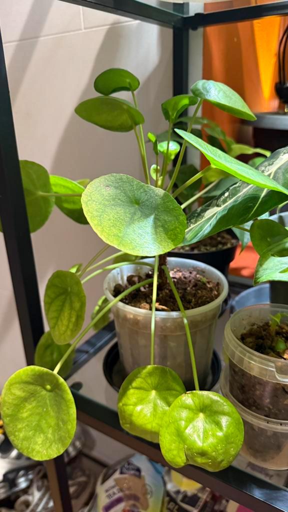 Zeldzame kamerplanten: Strelitzia Var., Monstera Mint/Albo,, Huis en Inrichting, Kamerplanten, Minder dan 100 cm, Halfschaduw