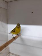 sijsjes te koop, Dieren en Toebehoren, Vogels | Overige Vogels, Vrouwelijk, Tropenvogel