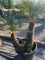 Chamaerops Humilis Cerifera, 100 tot 250 cm, Zomer, Palmboom, Ophalen