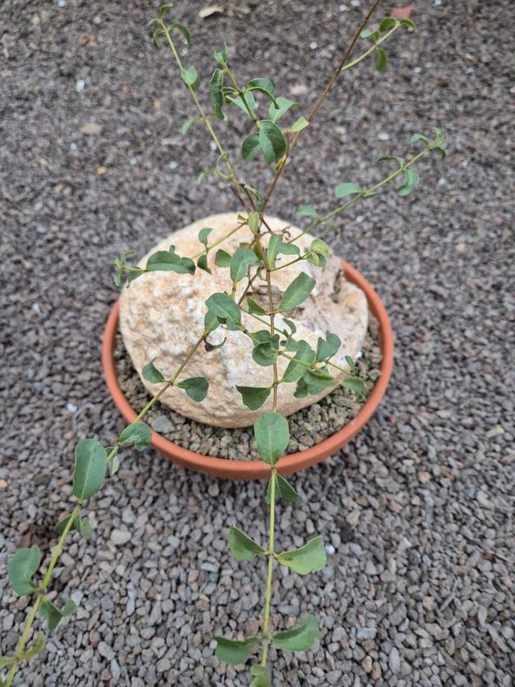 Caudex Raphionacme burkei p23 (2), Huis en Inrichting, Kamerplanten, Ophalen of Verzenden