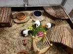 Jonge cavia’s beschikbaar, Cavia, April, Mannelijk, Tam