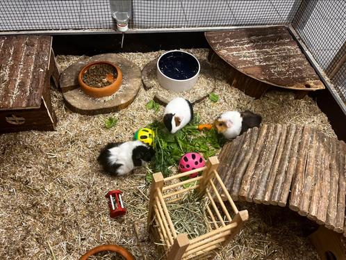 Jonge cavia’s beschikbaar, Dieren en Toebehoren, Knaagdieren, Mannelijk, Cavia, April, Tam