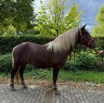 2 Schwarzwalder fuch te koop, Dieren en Toebehoren, Paarden, Minder dan 160 cm, Gechipt, Ruin, 0 tot 2 jaar