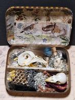 Curiositybox,  vogel, taxidermie,  schedel vogel, Verzamelen, Dierenverzamelingen, Ophalen of Verzenden