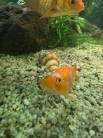 Blaasoog vis, Dieren en Toebehoren, Vissen | Aquariumvissen, Vis