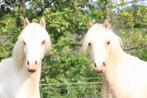Welsh A palomino hengsten, Niet van toepassing, 0 tot 2 jaar, Hengst, A pony (tot 1.17m)