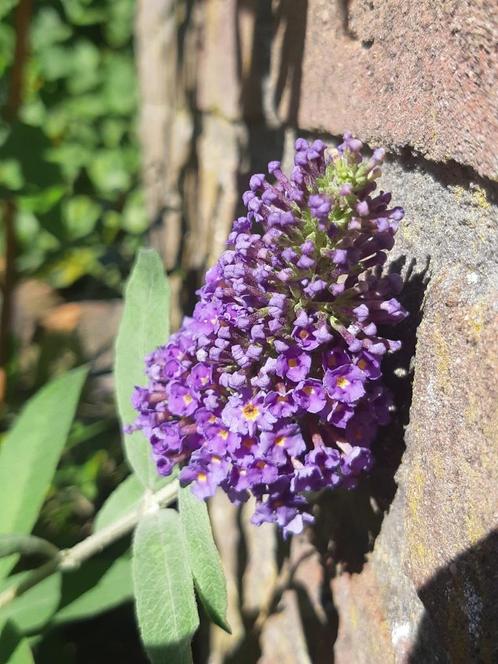 Vlinderstruik Paars bloeiend, Tuin en Terras, Planten | Struiken en Hagen, Overige soorten, Minder dan 100 cm, Ophalen