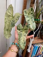 Philodendron paraiso verde variegata grote bladstekken, Ophalen of Verzenden, Overige soorten, Minder dan 100 cm