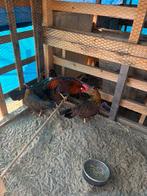 Hele mooie leghorns te koop, Meerdere dieren, Kip