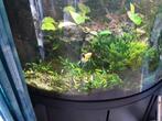 Prachtig hoekaquarium met onderkast, Dieren en Toebehoren, Ophalen, Gebruikt