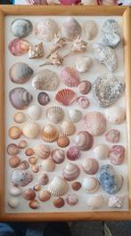 Mooie diverse schelpen, Ophalen of Verzenden, Schelp(en)