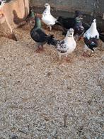 4 jonge sierduiven in mooie kleurstellingen, Dieren en Toebehoren, Vogels | Duiven, Meerdere dieren, Overige soorten