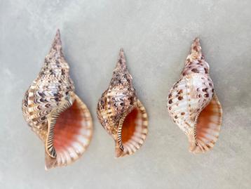 Set van 3 bijzondere triton schelpen beschikbaar voor biedingen