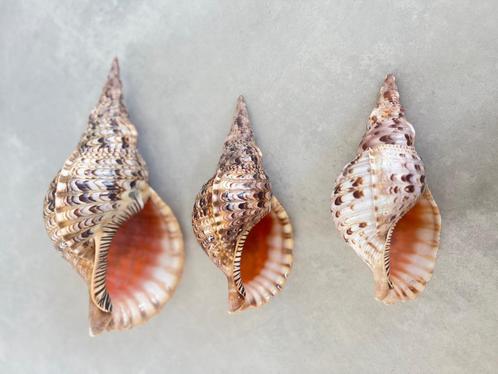 Set van 3 bijzondere triton schelpen, Verzamelen, Mineralen en Fossielen, Schelp(en), Ophalen of Verzenden