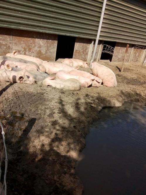 Scharrel varken pakketten, Dieren en Toebehoren, Schapen, Geiten en Varkens, Varken, Meerdere dieren
