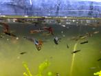 Guppies te koop !!!, Dieren en Toebehoren, Vissen | Aquariumvissen, Vis