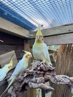 Valkparkieten lutino, Dieren en Toebehoren, Vogels | Parkieten en Papegaaien, Meerdere dieren, Parkiet