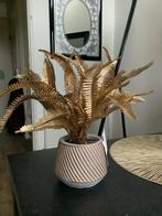 Nieuwe varen, Ophalen of Verzenden, Nieuw