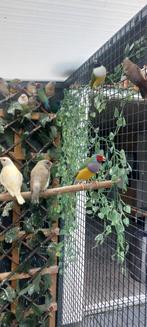 koppel gouldamadines, Dieren en Toebehoren, Vogels | Overige Vogels, Meerdere dieren, Tropenvogel