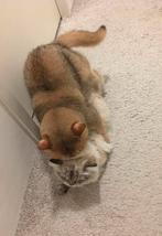 Britse Korthaar Golden DEKKATER stamboom (ervaren), 3 tot 5 jaar