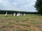 Witte loopeenden te koop, geslacht vrouw, Dieren en Toebehoren, Stalling en Weidegang