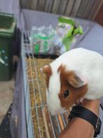 Gratis 2 cavia's (broertjes, geboren 1 april), Dieren en Toebehoren, April, Mannelijk, Cavia