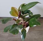 Mooie Philodendron White Knight in leuke witte sierpot., Ophalen, Overige soorten, In pot, Minder dan 100 cm