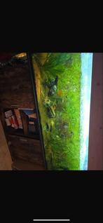 Complete aquarium 120, Ophalen of Verzenden, Zo goed als nieuw, Gevuld zoetwateraquarium