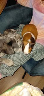 2 x cavia tekoop, Dieren en Toebehoren, Knaagdieren, Cavia, Mannelijk, Tam, Oktober