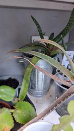 Gasteria in pot, Ophalen, Overige soorten, In pot, Minder dan 100 cm